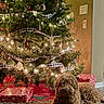dog, christmas_tree, lights, gift, carpet, decorations, ribbon, ornaments, holiday, indoor, festive, wrapped_presents, brown_dog, fur, relaxed, cozy, home, floor, wall, switch