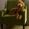 animal, brown_dog, canine, companion, cozy, curly_fur, dog, domestic_animal, fluffy, furniture, green_armchair, house, indoor, living_room, pet, portrait, relaxed, resting, seated, wooden_floor