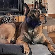 Poutch participe au concours pour gagner de l'argent avec cette photo : dog, belgian_malinois, pet, animal, indoor, fireplace, cushion, brick, floor, resting, alert, mammal, canine, fur, ears, paw, home, living_room, relaxed, companion