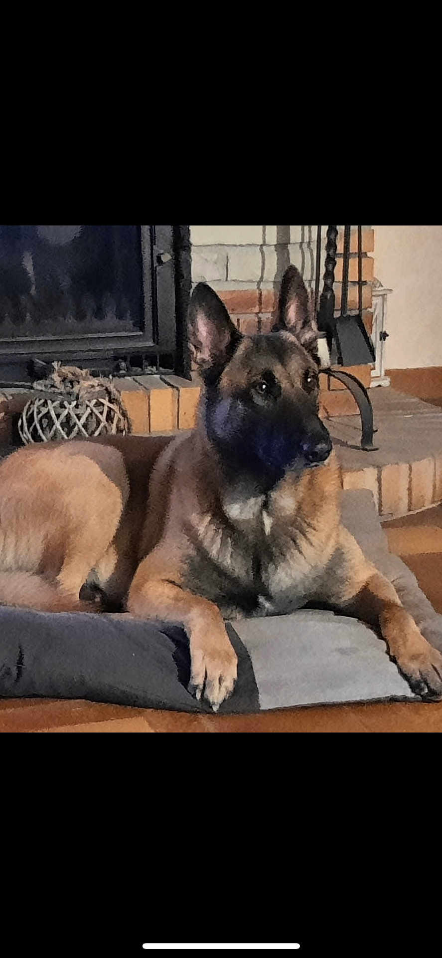 Poutch participe au concours pour gagner de l'argent avec cette photo : dog, belgian_malinois, pet, animal, indoor, fireplace, cushion, brick, floor, resting, alert, mammal, canine, fur, ears, paw, home, living_room, relaxed, companion