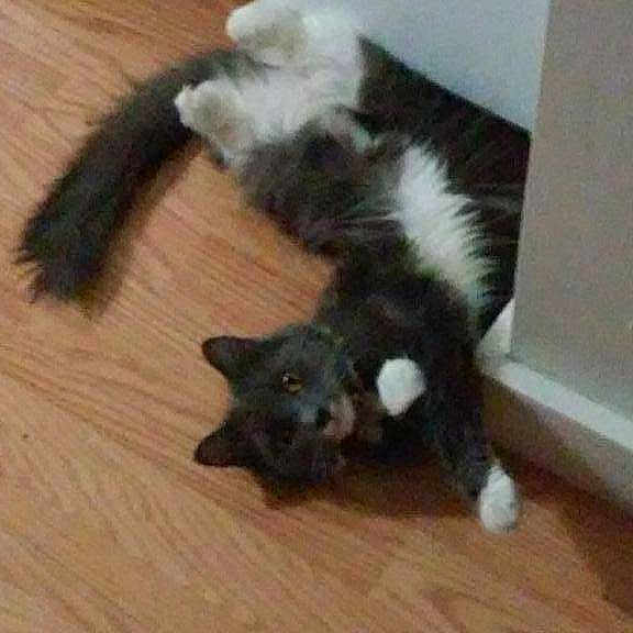 Pistachio is registered to the contest to win money with this photo: