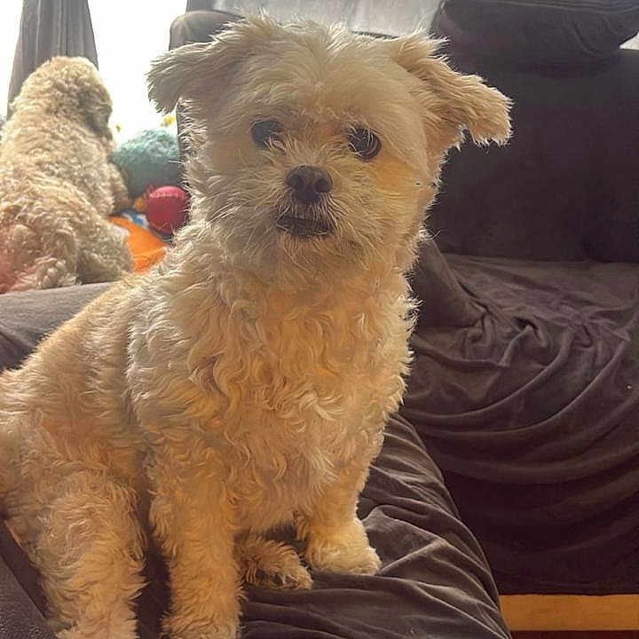 Zulayka joined the competition — help win amazing prizes! dog, curly_fur, couch, indoor, window, curtains, pet, animal, furniture, plush, brown, sitting, fluffy, domestic, companion, relaxed, soft_light, home, two_dogs, cozy