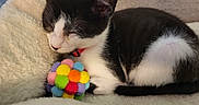 Zoey is registered to the contest to win money with this photo: kitten, cat, sleeping, black_and_white, pet, animal, indoor, cozy, blanket, soft, cute, fur, young, resting, colorful_toy, pom_pom, paw, domestic_cat, feline, close_up