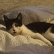 Zoey joined the competition — help win amazing prizes! animal, black_and_white, blanket, cat, collar, comfort, cozy, cute, domestic_animal, feline, fur, indoor, laying_down, pet, relaxing, resting, sleepy, soft, texture, whiskers