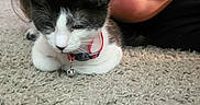 Zoey is registered to the contest to win money with this photo: animal, bell, bond, carpet, cat, child, close_up, collar, cozy, cute, face, feline, friendship, happy, indoor, kitten, pet, resting, smile, young