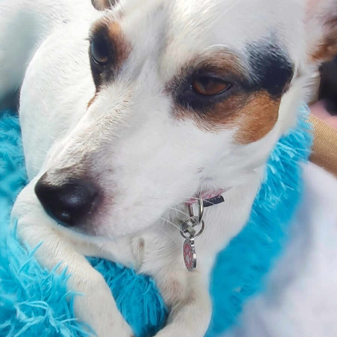 Stella