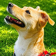 Vanille a rejoint le concours — aidez-le/la à gagner de superbes lots ! dog, canine, pet, golden_coat, red_harness, grass, outdoor, sunny, happy, animal, muzzle, ears, fur, looking_up, daylight, nature, friendly, closeup, background_blur, playful