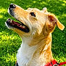 dog, canine, pet, golden_coat, red_harness, grass, outdoor, sunny, happy, animal, muzzle, ears, fur, looking_up, daylight, nature, friendly, closeup, background_blur, playful