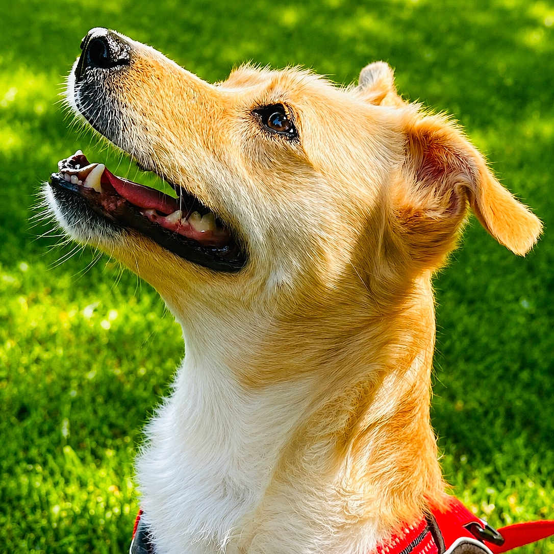 Vanille a rejoint le concours — aidez-le/la à gagner de superbes lots ! dog, canine, pet, golden_coat, red_harness, grass, outdoor, sunny, happy, animal, muzzle, ears, fur, looking_up, daylight, nature, friendly, closeup, background_blur, playful