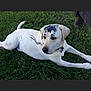dog, white_dog, grass, paint, black_paint, outdoor, pet, animal, collar, lying_down, guilty_look, nature, daylight, fur, mammal, canine, resting, head, paw, yard