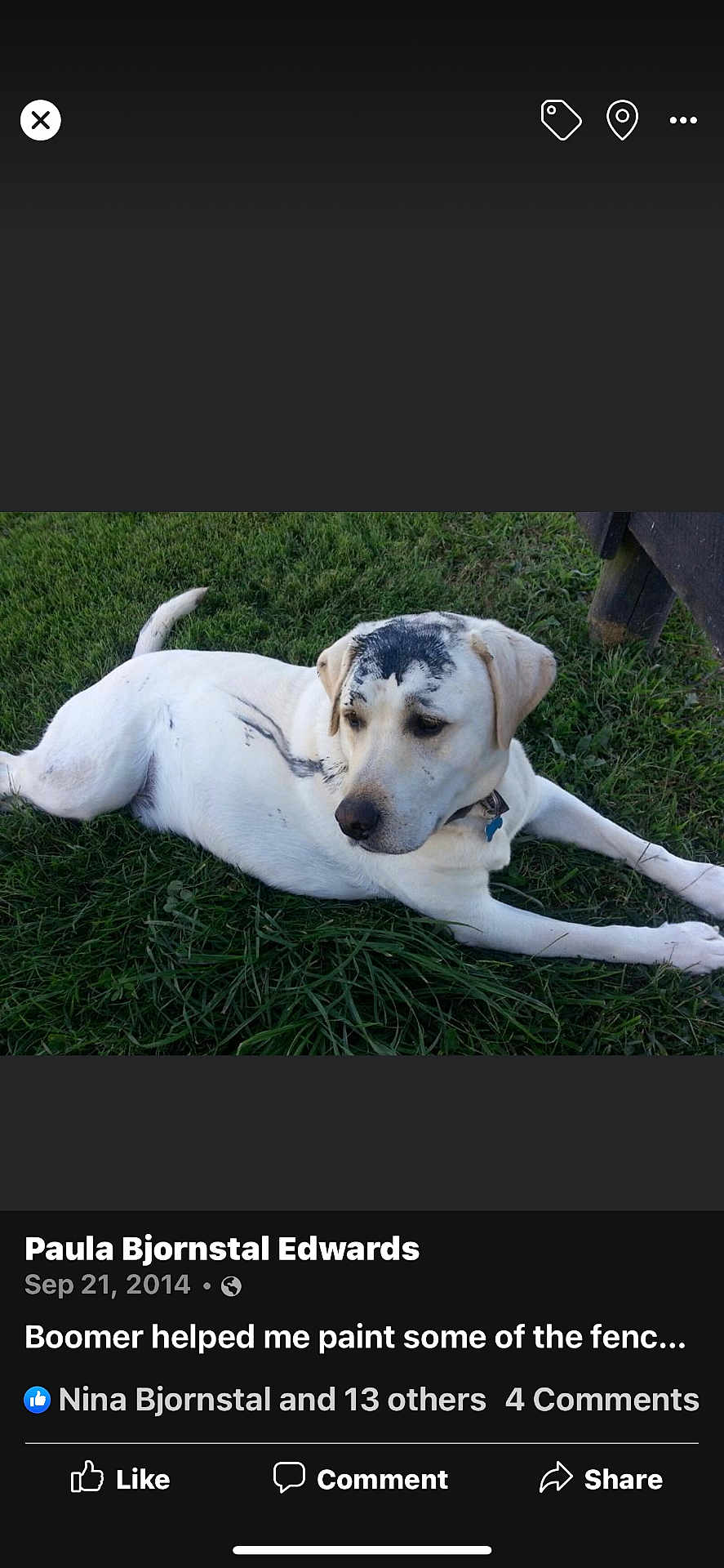 Boomer is registered to the contest to win money with this photo: dog, white_dog, grass, paint, black_paint, outdoor, pet, animal, collar, lying_down, guilty_look, nature, daylight, fur, mammal, canine, resting, head, paw, yard