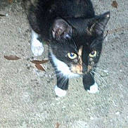 Bobbi Cat joined the competition — help win amazing prizes!