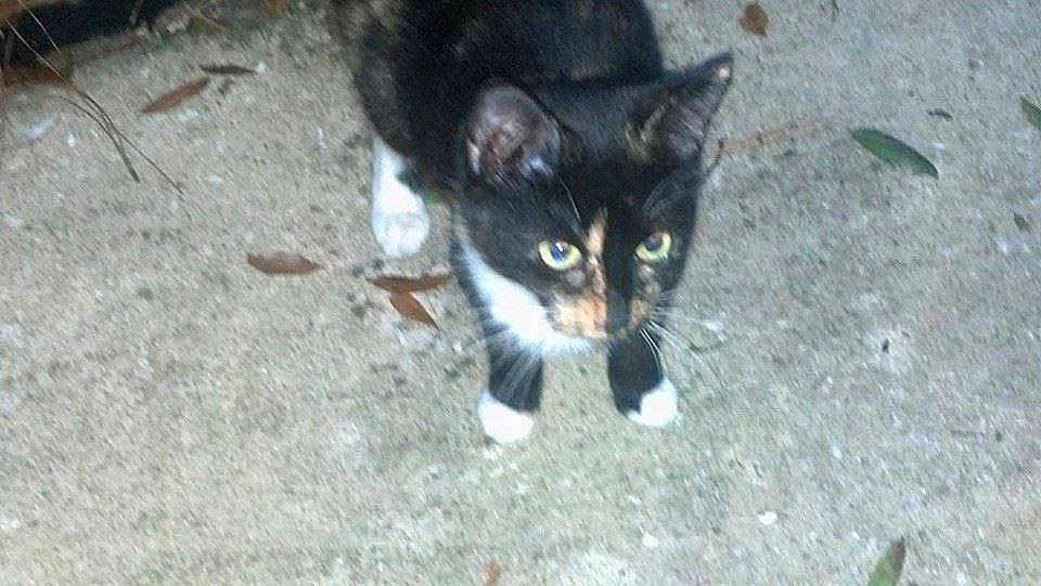 Bobbi Cat