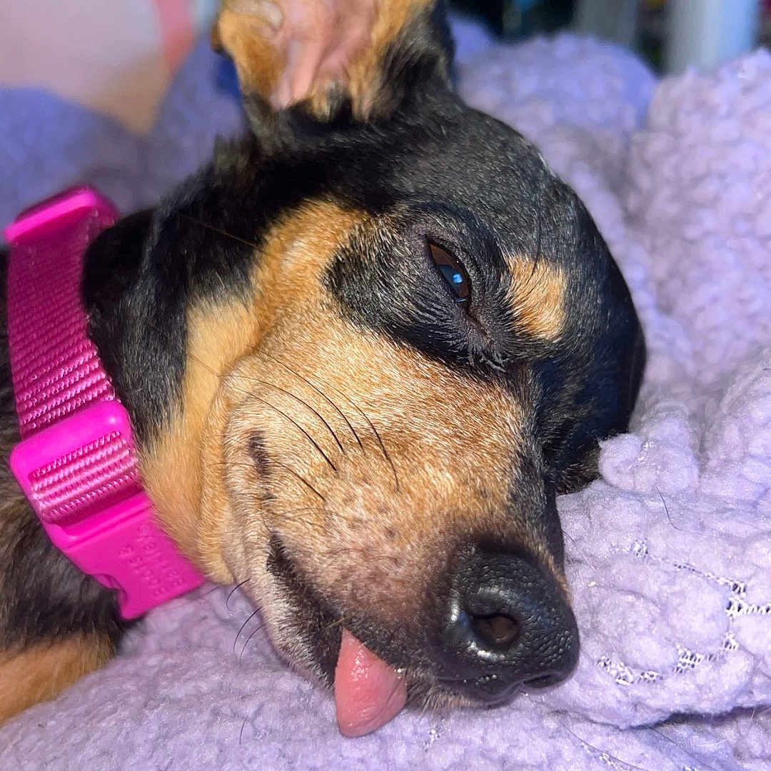 Duckie is registered to the contest to win money with this photo: animal, blanket, canine, close_up, cozy, cute, dog, domestic_animal, ears, face, fur, indoor, pet, pink_collar, purple, relaxed, resting, sleeping, snuggled, tongue_out