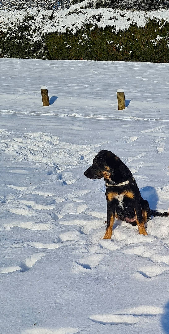 Eiko participe au concours pour gagner de l'argent avec cette photo : canidae, carnivore, companion_dog, dog, dog_breed, freezing, guard_dog, hunting_dog, landscape, lithuanian_hound, montenegrin_mountain_hound, pinscher, slope, snow, sporting_group, tail, tree, winter, working_animal, working_dog
