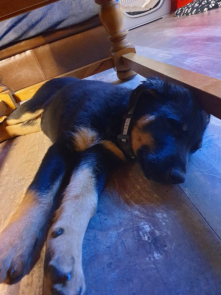 Eiko participe au concours pour gagner de l'argent avec cette photo : canidae, carnivore, claw, comfort, companion_dog, dog, dog_breed, fawn, flooring, fur, guard_dog, hardwood, paw, pet_supply, snout, sporting_group, tail, wood, working_animal, working_dog