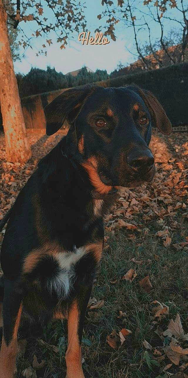 Eiko a rejoint le concours — aidez-le/la à gagner de superbes lots ! brown, canidae, carnivore, companion_dog, dog, dog_breed, fawn, fur, grass, hunting_dog, landscape, natural_material, plant, sky, snout, sporting_group, terrestrial_animal, wood, working_animal, working_dog