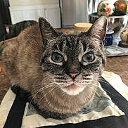 Princess is registered to the contest to win money with this photo: animal_portrait, blue_eyes, cat, close_up, counter, curious, cute, domestic_animal, domestic_life, feline, fur, household, indoor, kitchen, pet, resting, still_life, tabby, table, whiskers
