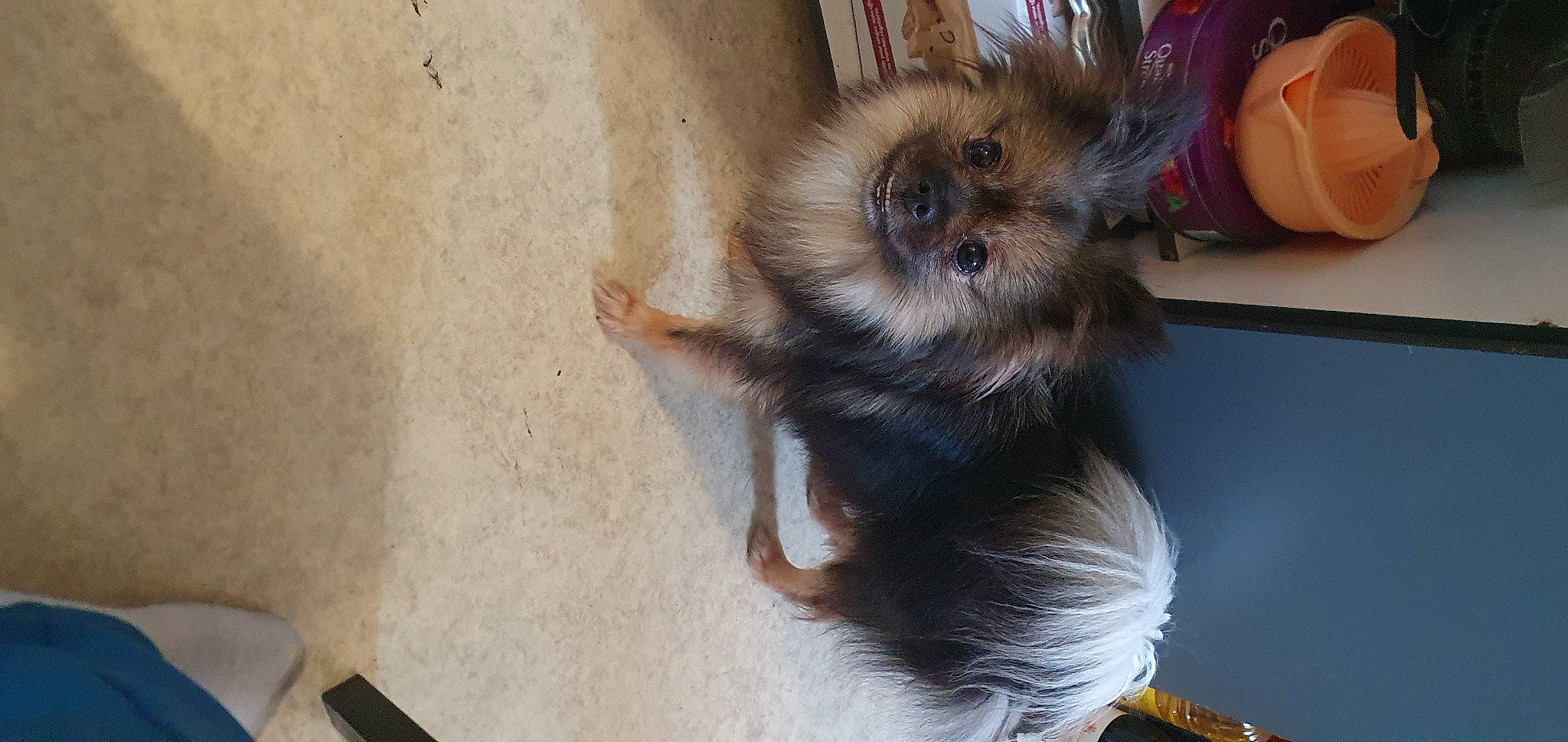 Stellina a rejoint le concours — aidez-le/la à gagner de superbes lots ! canidae, carnivore, claw, companion_dog, dog_breed, fawn, felidae, flooring, fur, liver, paw, puppy, small_to_medium_sized_cats, sporting_group, tail, terrestrial_animal, toy_dog, whiskers, wood, working_animal