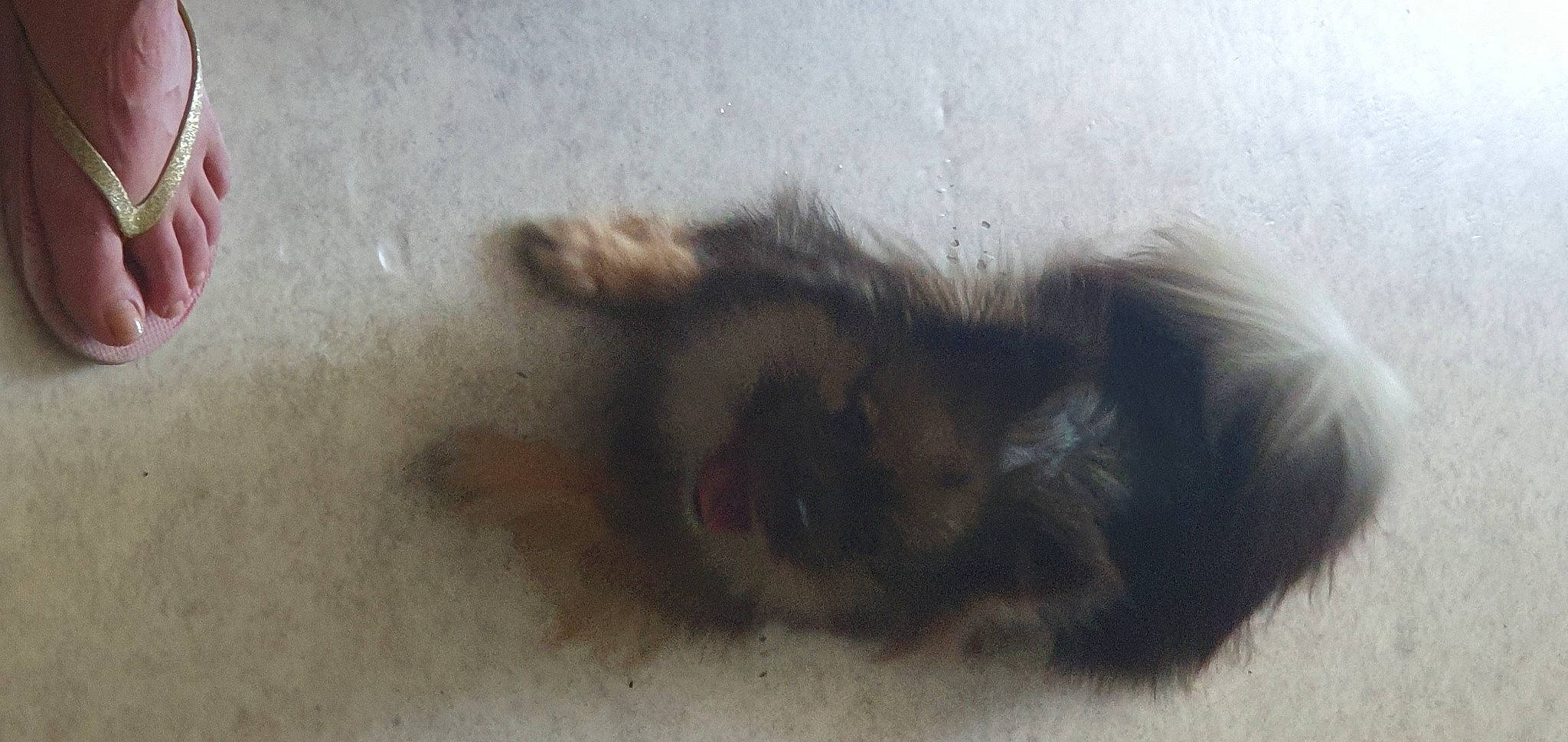 Stellina participe au concours pour gagner de l'argent avec cette photo : arthropod, canidae, carnivore, claw, companion_dog, dog_breed, fawn, felidae, fur, liver, parasite, paw, pest, puppy, small_to_medium_sized_cats, sporting_group, tail, terrestrial_animal, whiskers, window