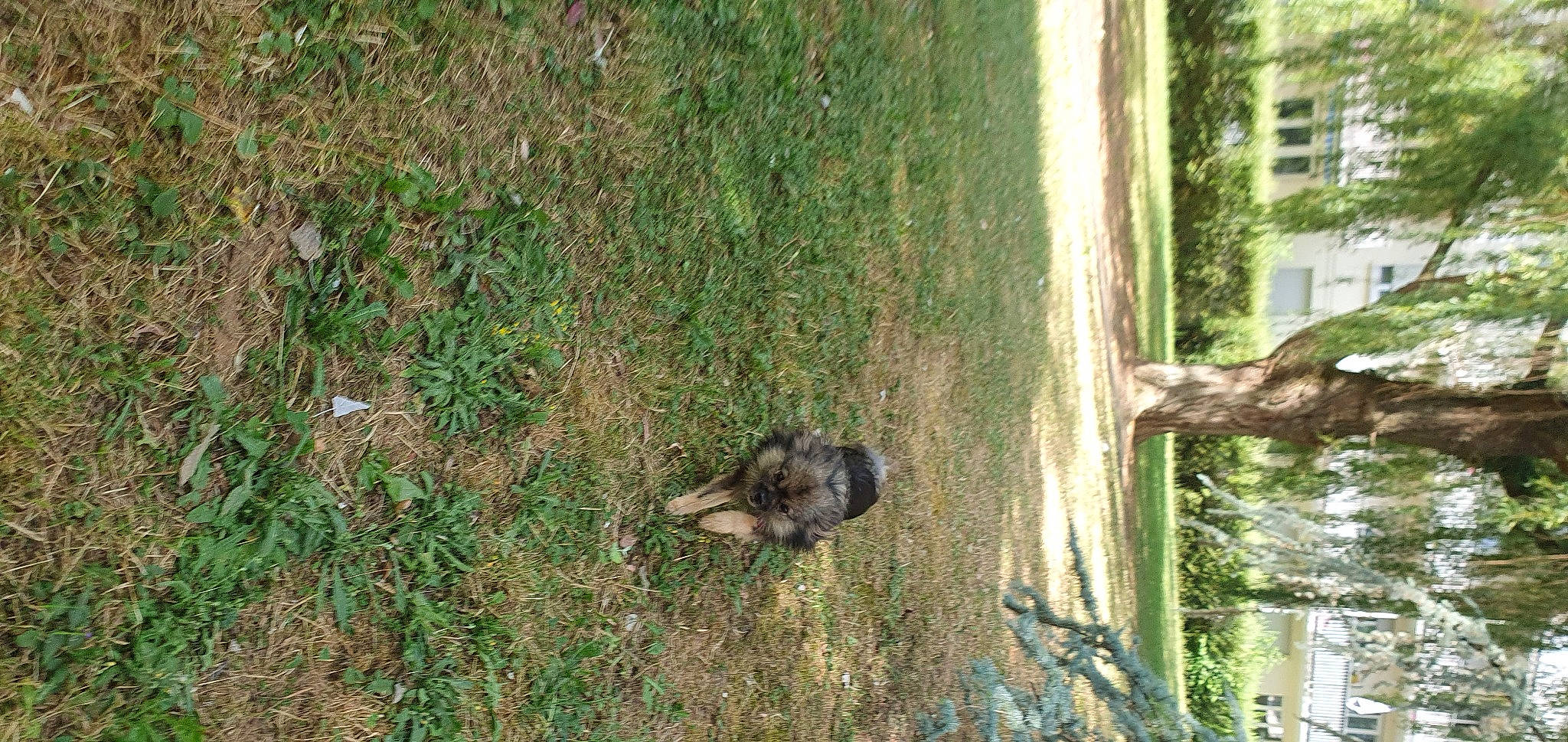 Stellina participe au concours pour gagner de l'argent avec cette photo : canidae, carnivore, dog_breed, grass, groundcover, jungle, plant, soil, sporting_group, tail, terrestrial_animal, tree, trunk, wildlife, window, wood