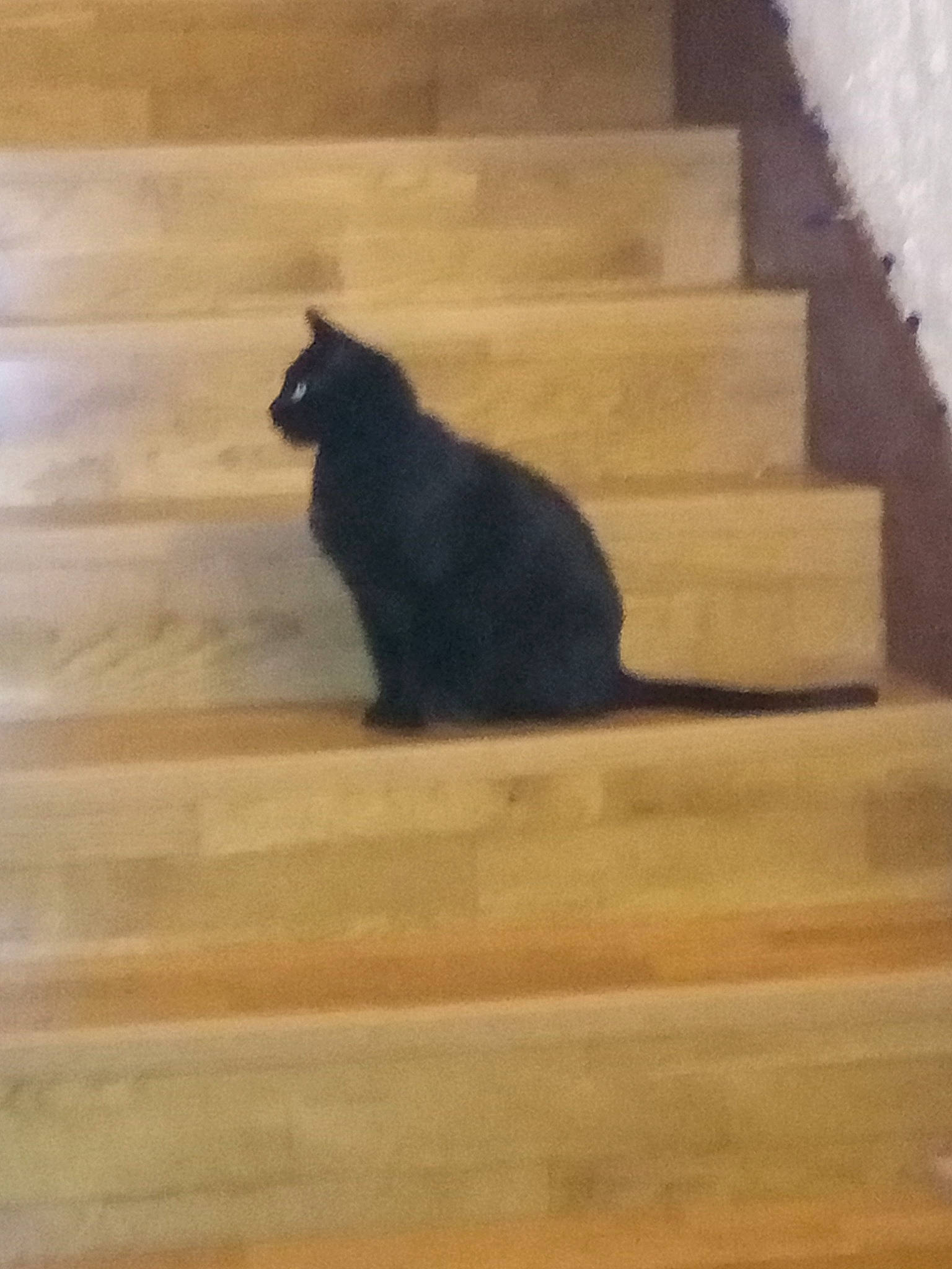 Minouche participe au concours pour gagner de l'argent avec cette photo : black, black_cat, brown, carnivore, cat, felidae, floor, flooring, hardwood, laminate_flooring, light, shadow, small_to_medium_sized_cats, terrestrial_animal, vertebrate, white, wood, wood_flooring, wood_stain, yellow