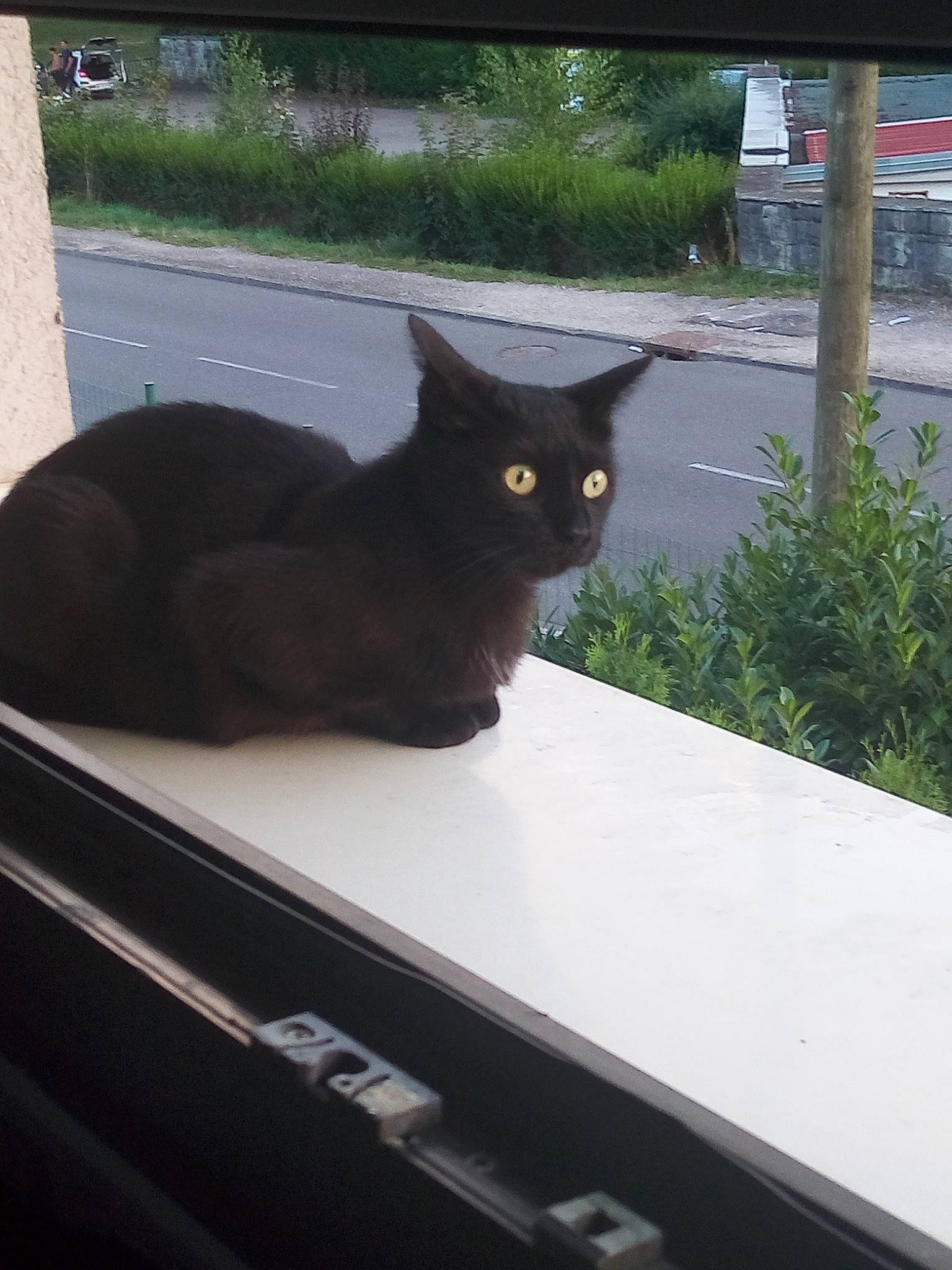 Minouche a rejoint le concours — aidez-le/la à gagner de superbes lots ! black_cat, bombay, carnivore, cat, curb, domestic_short_haired_cat, felidae, small_to_medium_sized_cats, snout, tail, whiskers