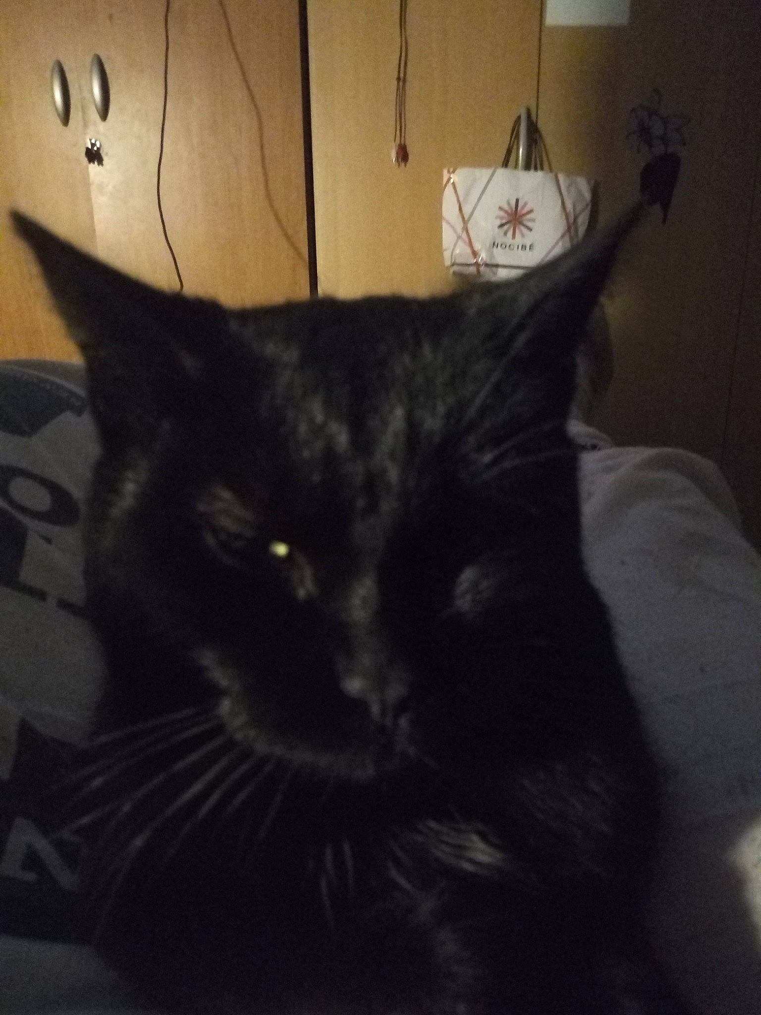 Minouche participe au concours pour gagner de l'argent avec cette photo : black, black_cat, carnivore, cat, felidae, fur, home_accessories, pet_supply, small_to_medium_sized_cats, snout, vertebrate, whiskers