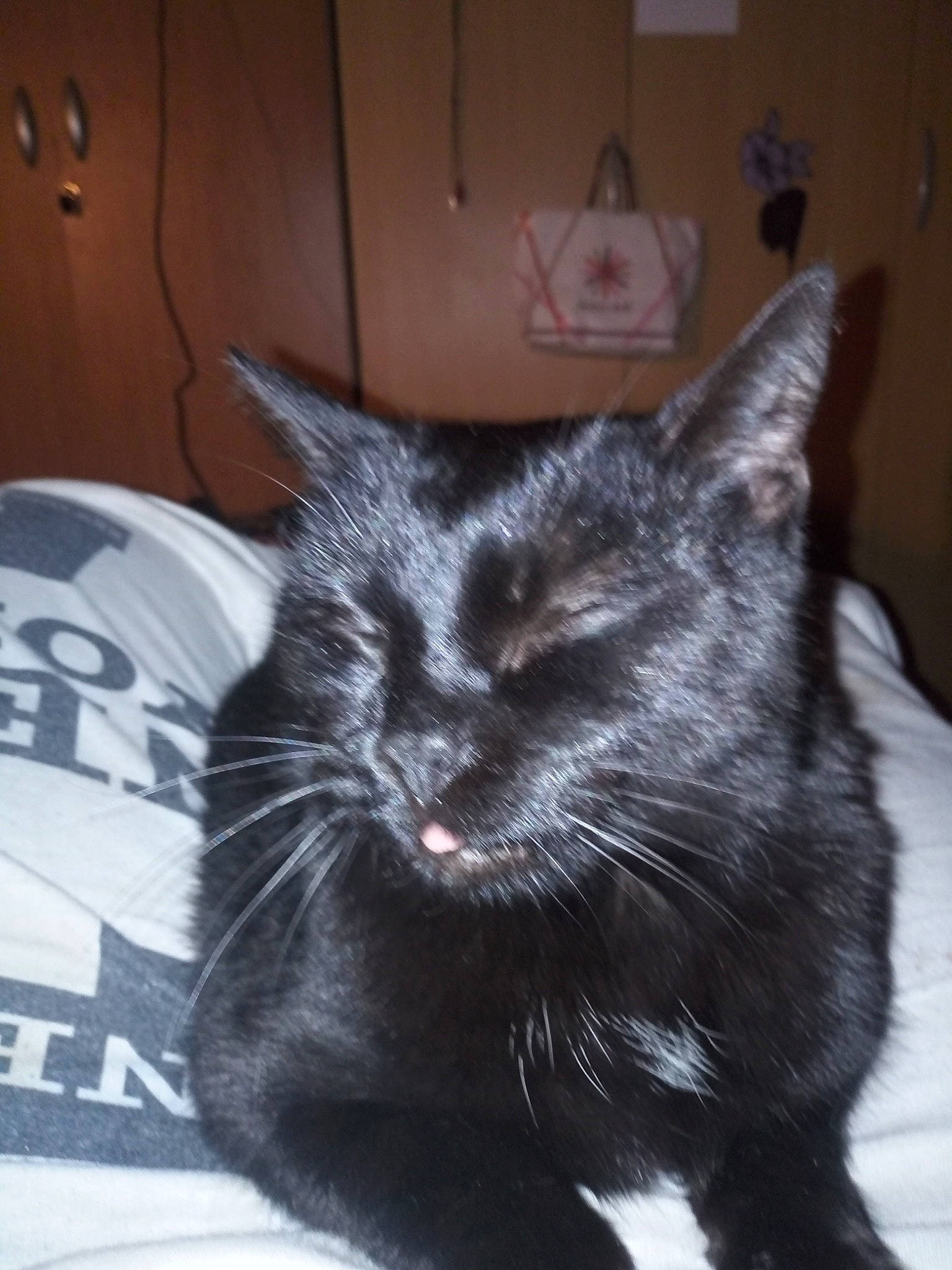 Minouche a rejoint le concours — aidez-le/la à gagner de superbes lots ! black_cat, carnivore, cat, comfort, domestic_short_haired_cat, felidae, fur, small_to_medium_sized_cats, snout, terrestrial_animal, whiskers