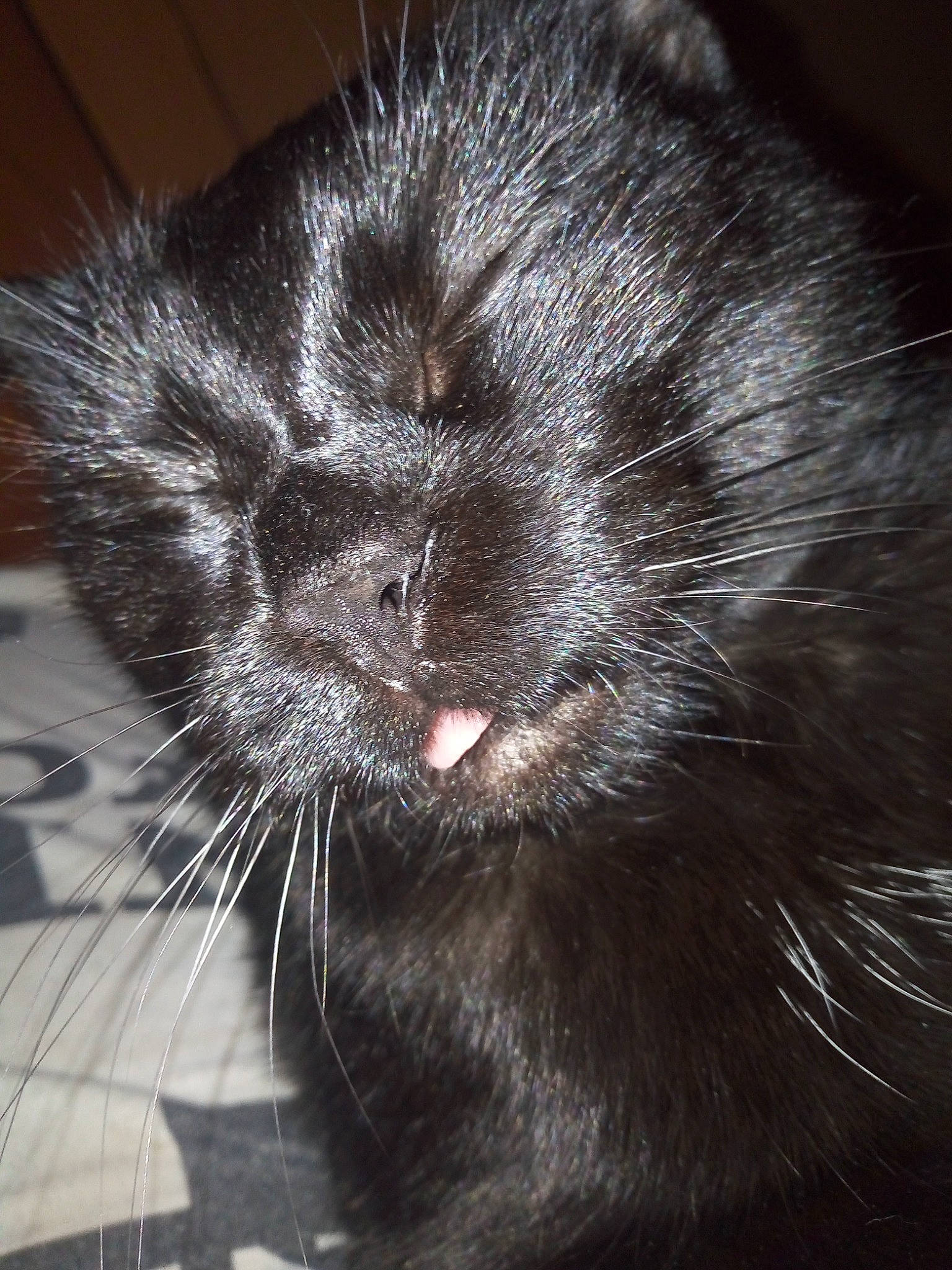 Minouche participe au concours pour gagner de l'argent avec cette photo : black, black_cat, carnivore, cat, close_up, felidae, fur, skin, small_to_medium_sized_cats, snout, terrestrial_animal, vertebrate, whiskers