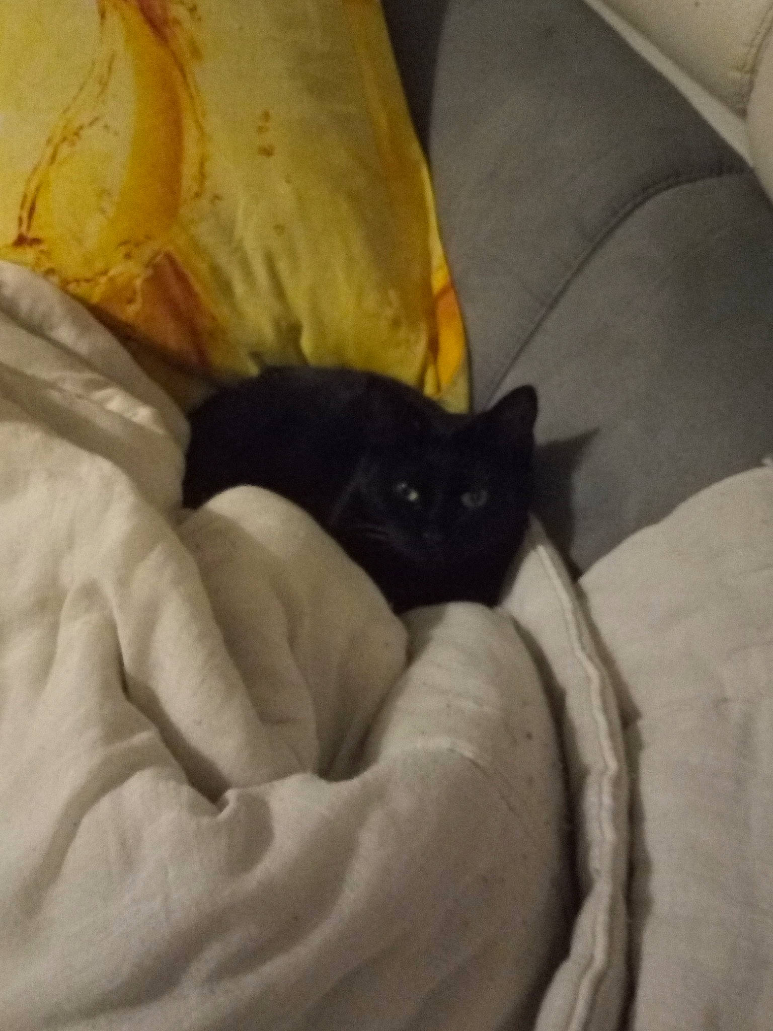 Minouche a rejoint le concours — aidez-le/la à gagner de superbes lots ! black, black_cat, bombay, carnivore, cat, comfort, couch, domestic_short_haired_cat, felidae, fur, grey, linens, slipcover, small_to_medium_sized_cats, snout, terrestrial_animal, vertebrate, whiskers, yellow