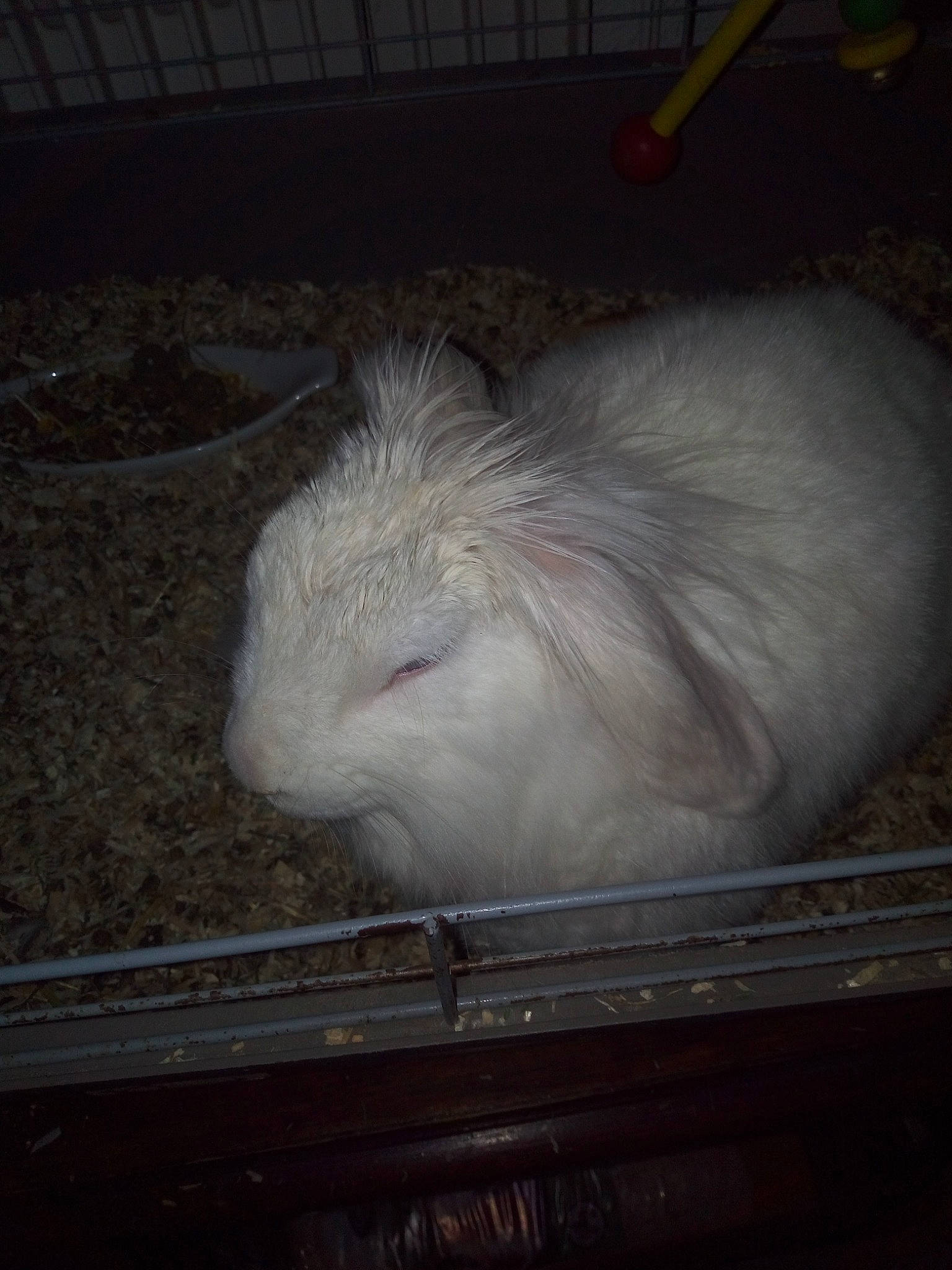 Lapinoux participe au concours pour gagner de l'argent avec cette photo : black, domestic_rabbit, fawn, fur, grey, iris, rabbit, rabbits_and_hares, skin, snout, vertebrate, whiskers