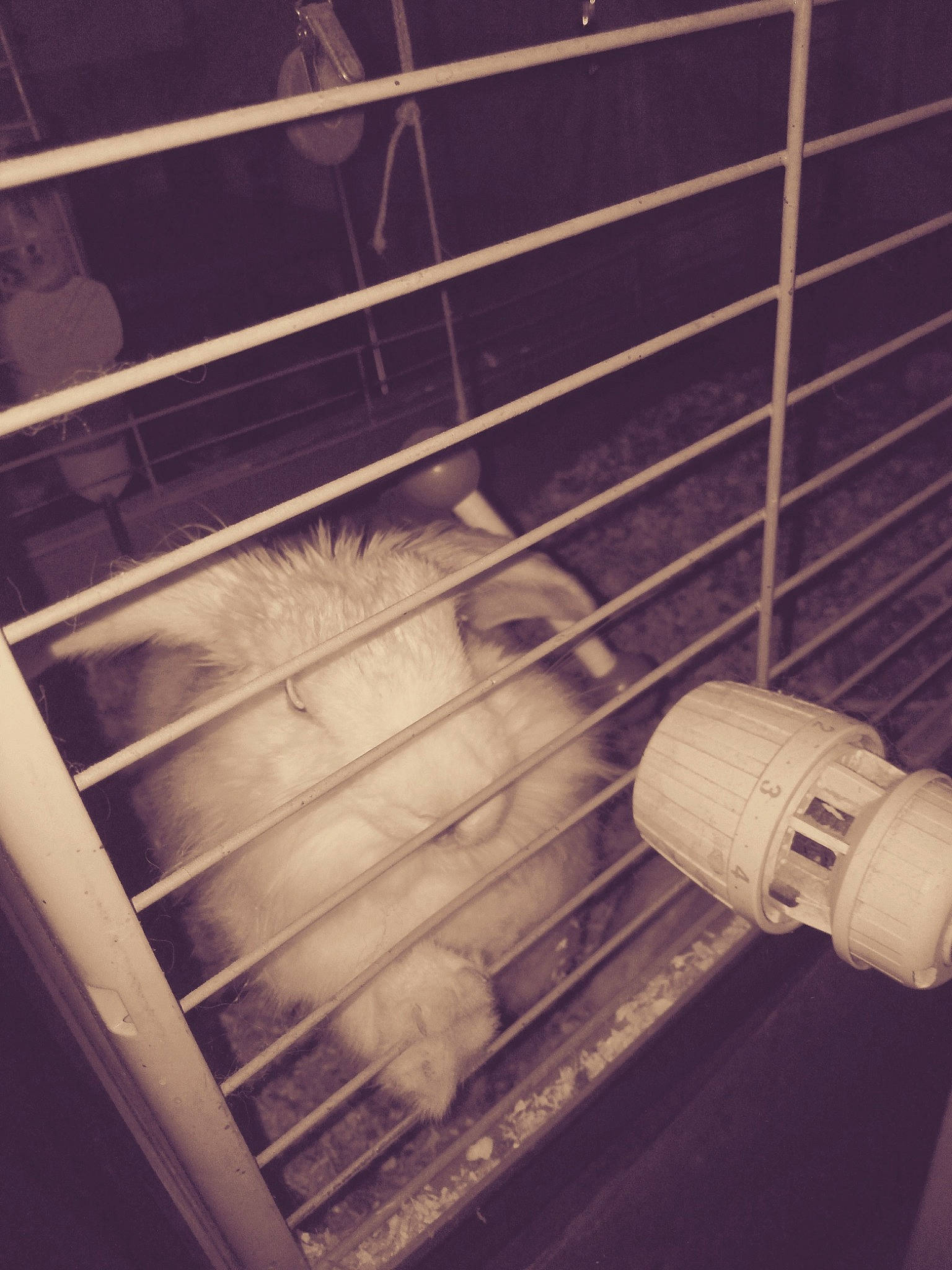 Lapinoux a rejoint le concours — aidez-le/la à gagner de superbes lots ! animal_shelter, cage, cylinder, fur, hamster, mouse, muridae, muroidea, pest, pet_supply, rat, rodent, steel, whiskers