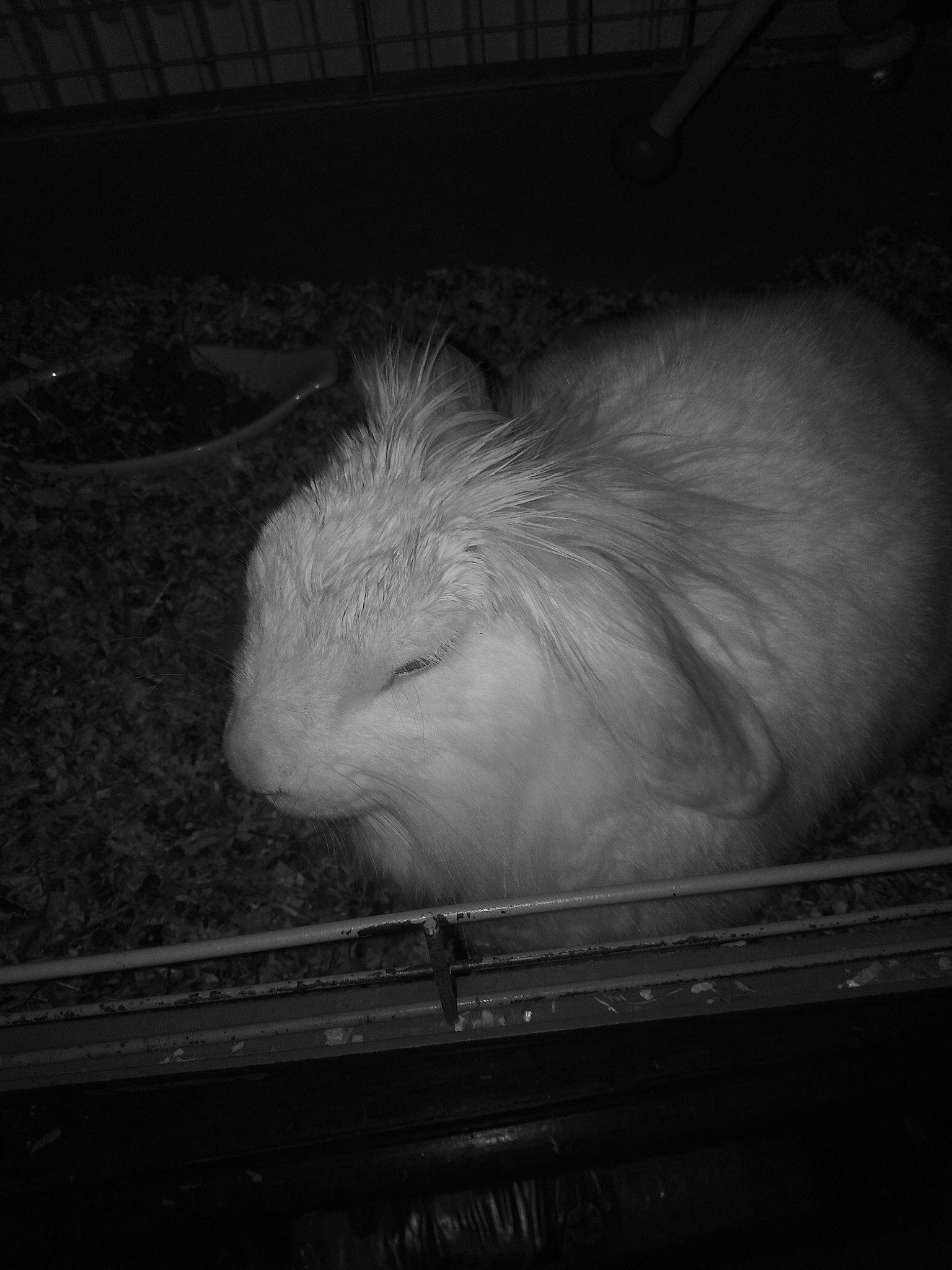 Lapinoux participe au concours pour gagner de l'argent avec cette photo : black, domestic_rabbit, fawn, fur, grey, iris, rabbit, rabbits_and_hares, skin, snout, terrestrial_animal, whiskers