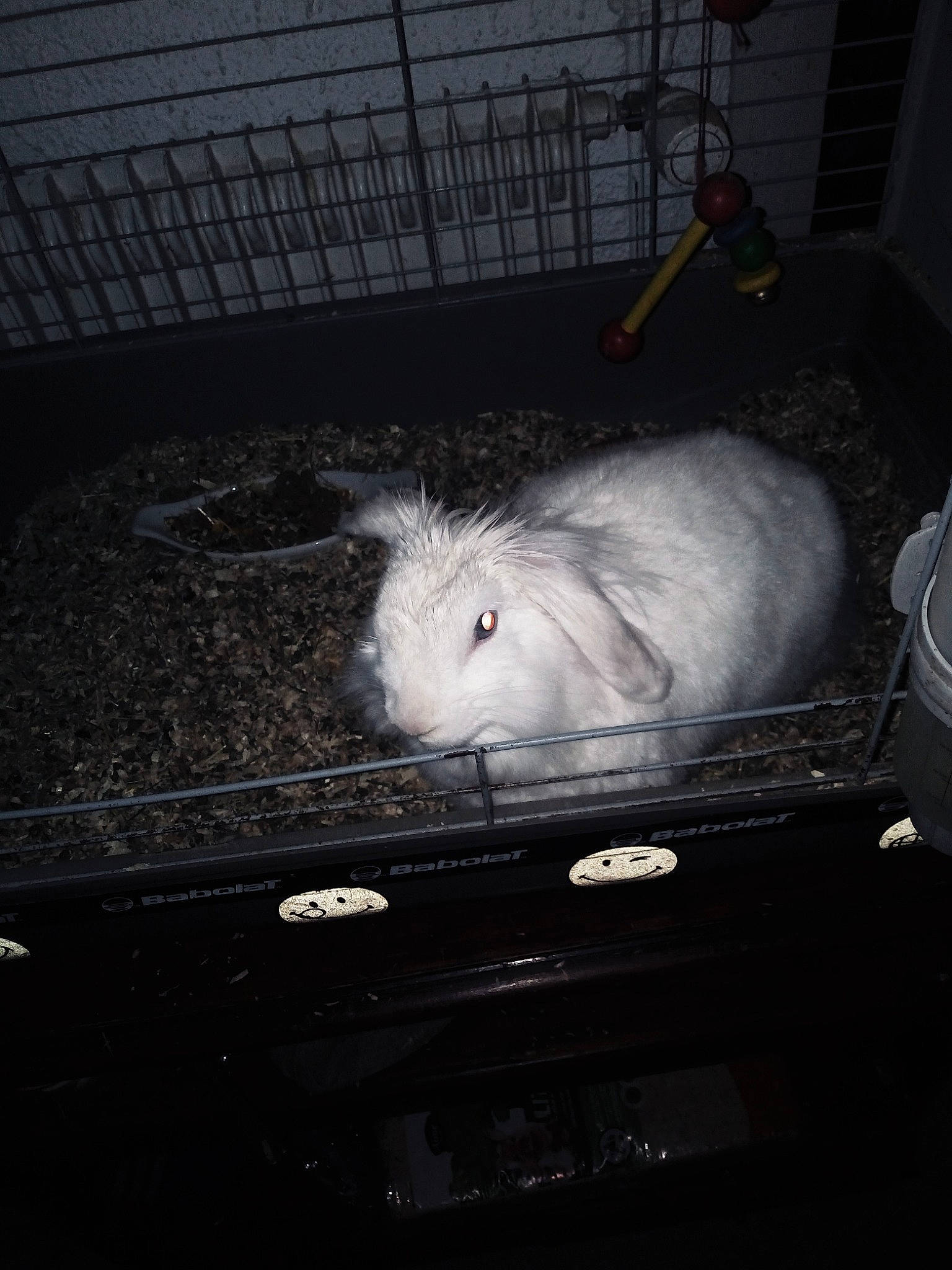 Lapinoux participe au concours pour gagner de l'argent avec cette photo : cage, domestic_rabbit, fur, gas, grey, iris, pet_supply, rabbit, rabbits_and_hares, snout, whiskers