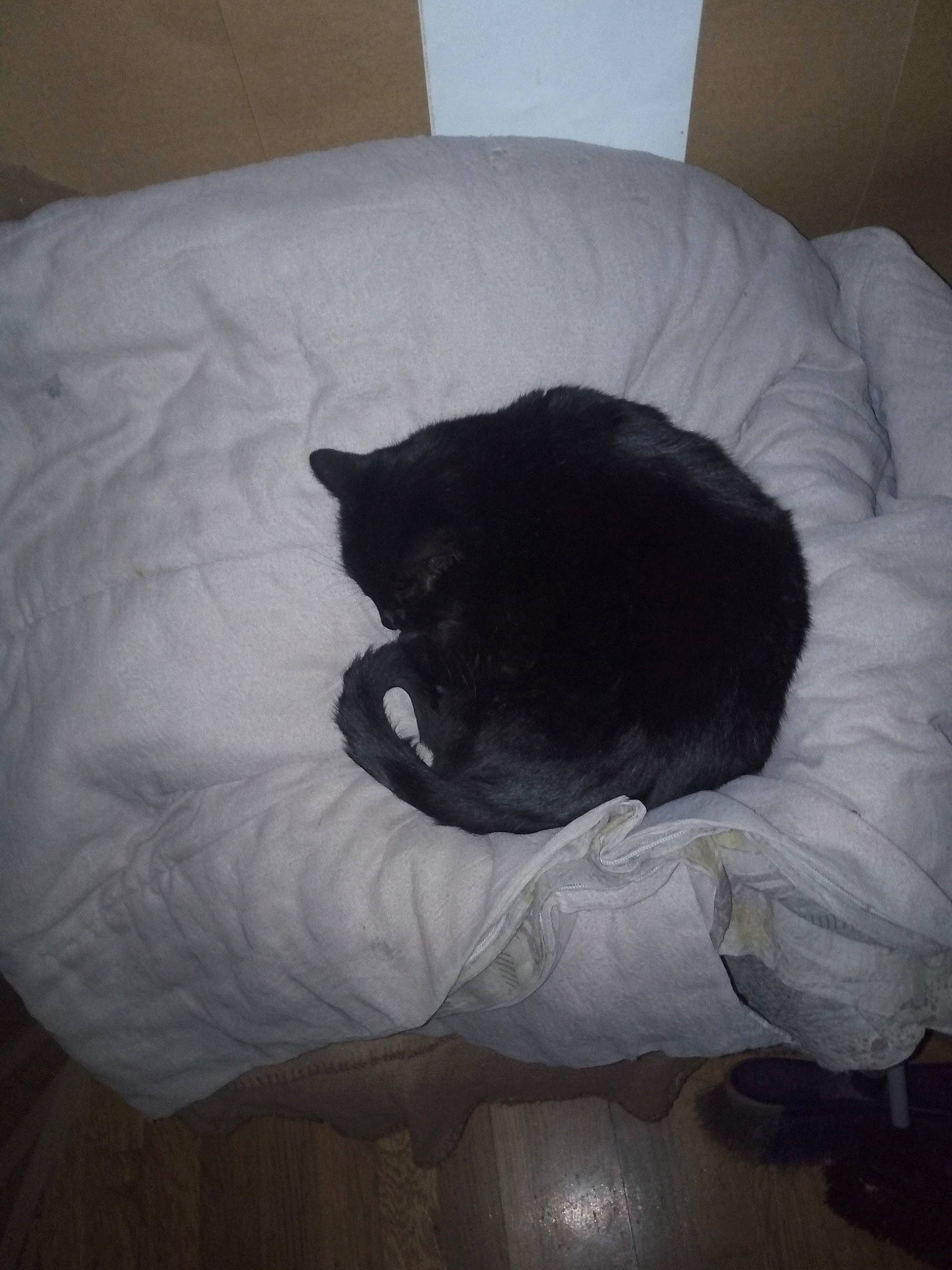 Minouche participe au concours pour gagner de l'argent avec cette photo : bedding, carnivore, cat, comfort, felidae, fur, linens, nap, room, sleep, small_to_medium_sized_cats, vertebrate, whiskers