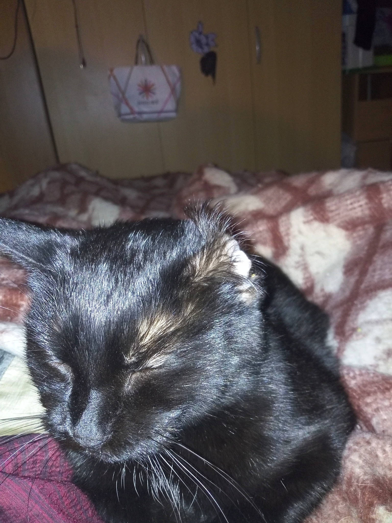 Minouche participe au concours pour gagner de l'argent avec cette photo : black, black_cat, carnivore, cat, clothes_hanger, comfort, felidae, fur, linens, nap, small_to_medium_sized_cats, snout, terrestrial_animal, vertebrate, whiskers