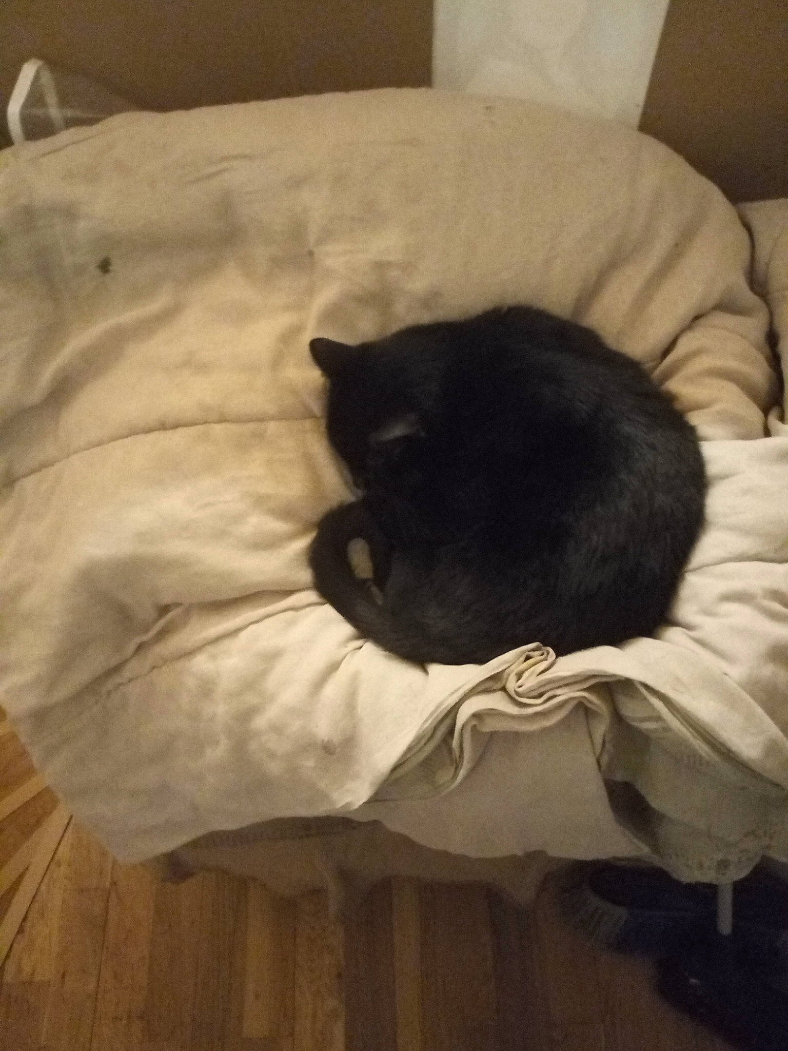 Minouche a rejoint le concours — aidez-le/la à gagner de superbes lots ! bedding, bedtime, carnivore, cat, comfort, felidae, fur, hardwood, laminate_flooring, linens, nap, room, sleep, small_to_medium_sized_cats, vertebrate, whiskers, wood, wood_flooring, wood_stain