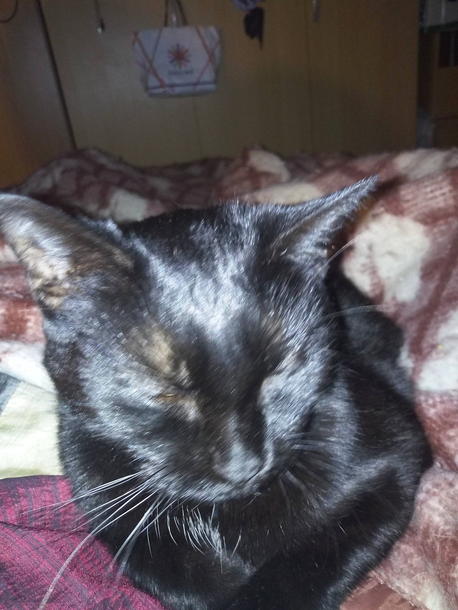 Minouche participe au concours pour gagner de l'argent avec cette photo : black_cat, carnivore, cat, comfort, felidae, fur, linens, small_to_medium_sized_cats, snout, vertebrate, whiskers