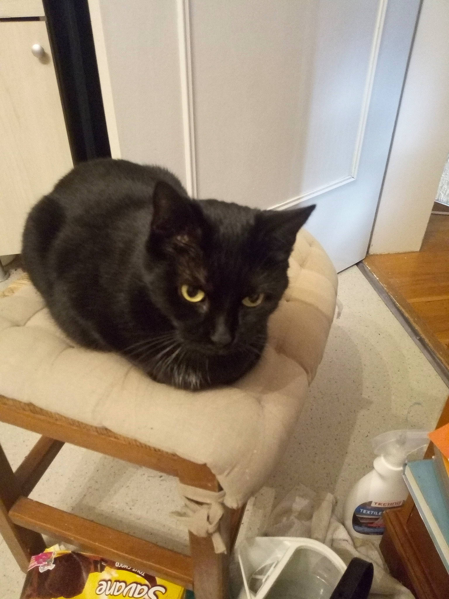 Minouche participe au concours pour gagner de l'argent avec cette photo : basket, box, carnivore, cat, cat_furniture, cat_supply, felidae, packaging_and_labeling, pet_supply, small_to_medium_sized_cats, varnish, whiskers, wicker, wood_stain