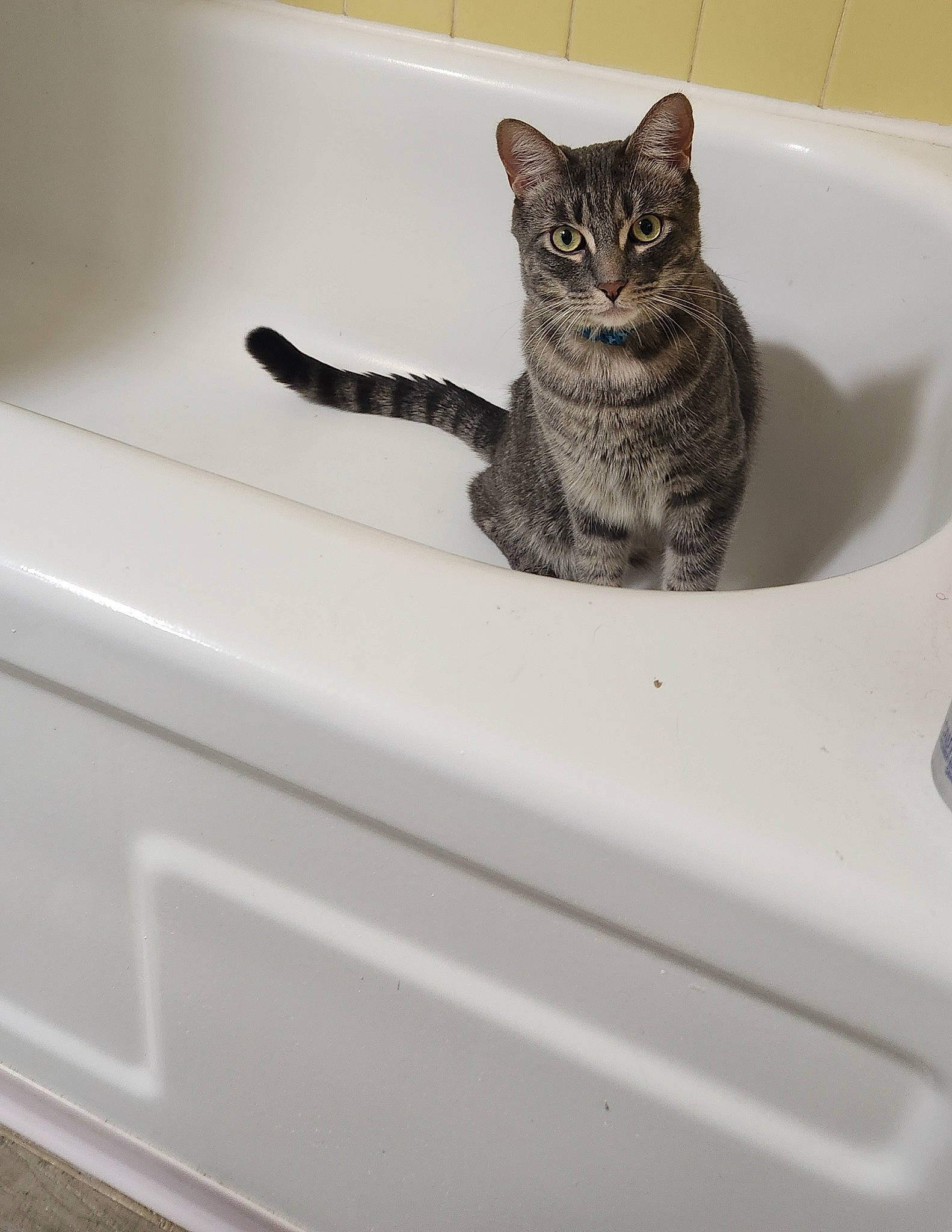 Atticus is registered to the contest to win money with this photo: bathroom, bathtub, carnivore, cat, domestic_short_haired_cat, door, felidae, fluid, fur, grey, plumbing, plumbing_fixture, rectangle, small_to_medium_sized_cats, snout, tail, tap, whiskers