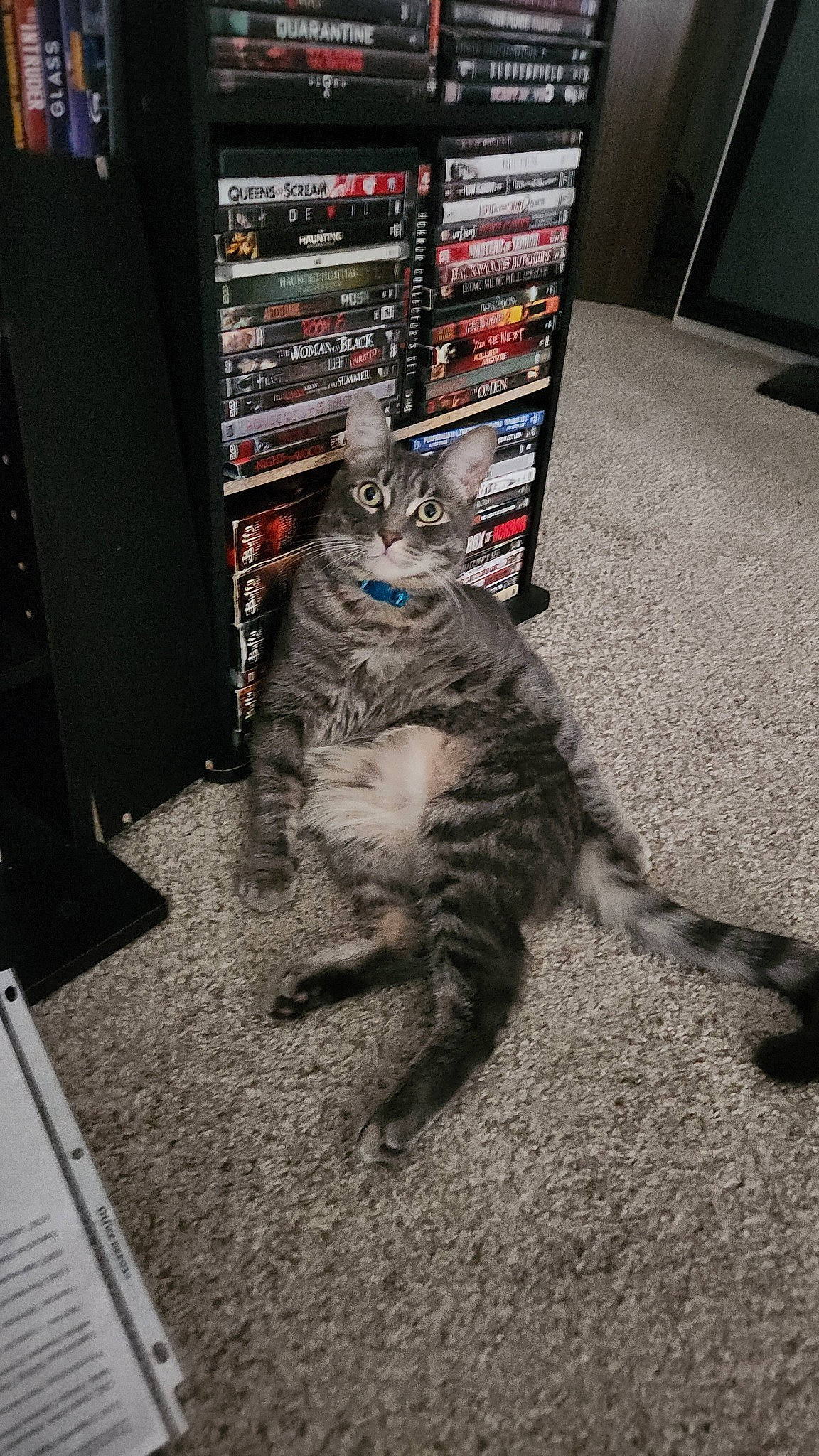 Atticus joined the competition — help win amazing prizes! audio_equipment, carnivore, carpet, cat, computer_component, computer_hardware, domestic_short_haired_cat, electronic_instrument, felidae, floor, flooring, fur, gadget, grey, paw, publication, room, small_to_medium_sized_cats, tail, whiskers