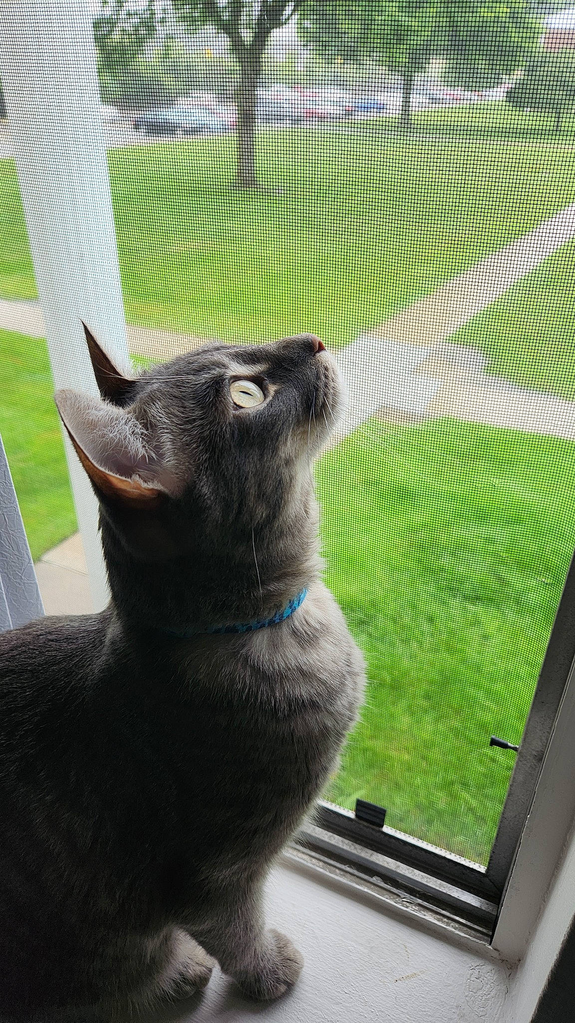 Atticus is registered to the contest to win money with this photo: black_cat, bombay, carnivore, cat, chartreux, domestic_short_haired_cat, fawn, felidae, fur, grass, mesh, net, plant, small_to_medium_sized_cats, tail, terrestrial_animal, tree, whiskers, window, wire_fencing