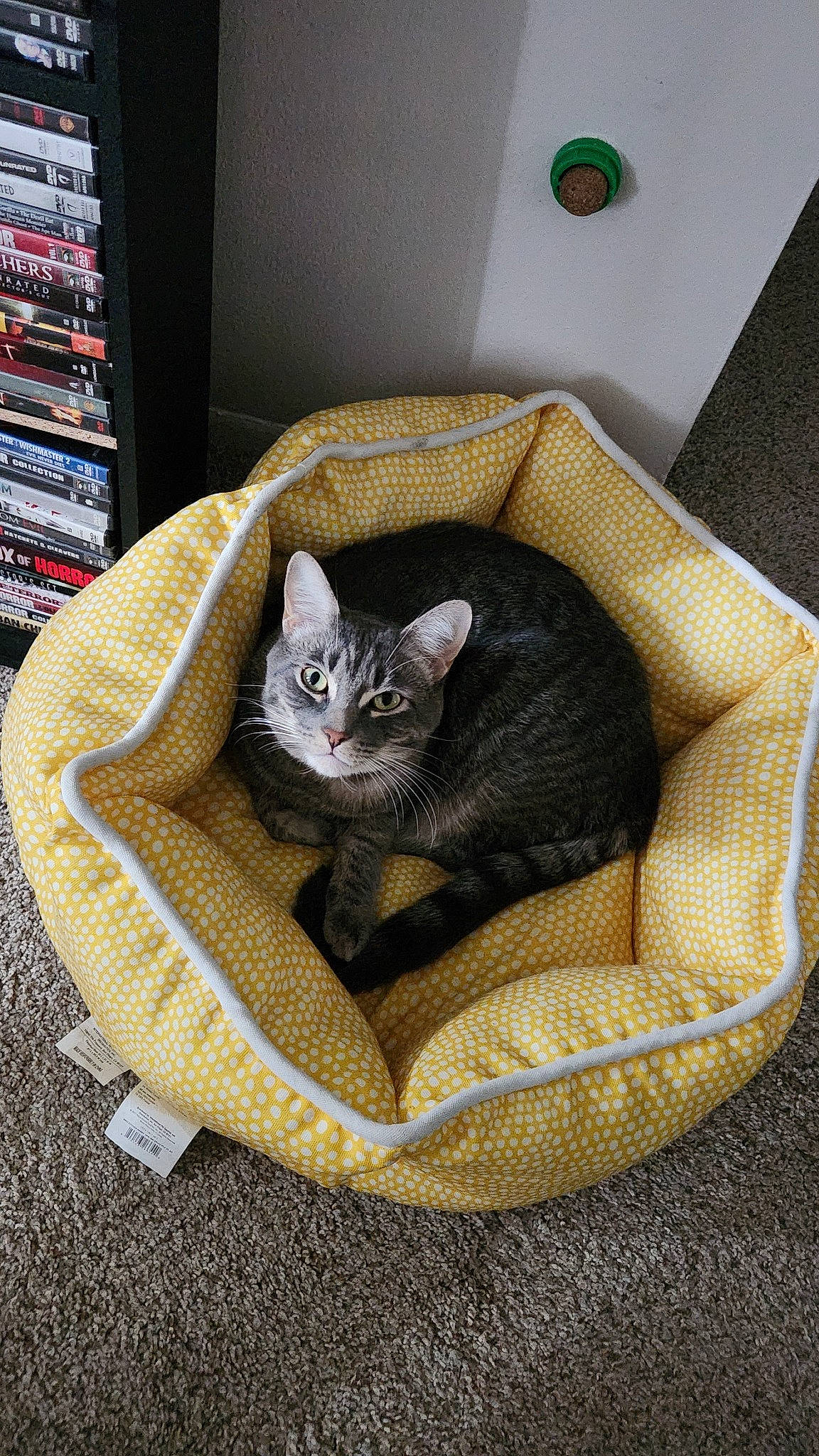 Atticus joined the competition — help win amazing prizes! carnivore, cat, cat_bed, cat_furniture, cat_supply, comfort, couch, domestic_short_haired_cat, felidae, fur, grey, pet_supply, room, shelf, sitting, small_to_medium_sized_cats, table, tail, whiskers, window