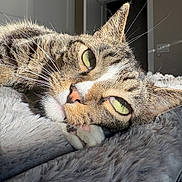 Linx is registered to the contest to win money with this photo: animal, cat, close_up, cozy, cute, door, fluffy_blanket, fur, green_eyes, home, indoor, mammal, nap, pet, relaxed, resting, sleepy, sunlight, tabby, whiskers