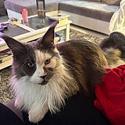 Sally participe au concours pour gagner de l'argent avec cette photo : cat, fluffy, pet, indoor, living_room, sofa, couch, blanket, furniture, relaxed, animal, domestic_animal, whiskers, fur, close_up, companion, cozy, home, resting, person