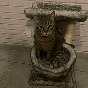 Doushka participe au concours pour gagner de l'argent avec cette photo : cat, tabby_cat, pet, feline, sitting, cat_tree, scratching_post, fluffy_bed, indoors, brick_wall, tiled_floor, portrait, front_facing, green_eyes, whiskers, striped_fur, serious_expression, home, shoe, animal