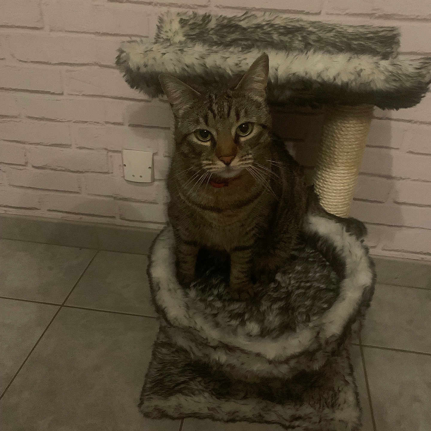 Doushka participe au concours pour gagner de l'argent avec cette photo : cat, tabby_cat, pet, feline, sitting, cat_tree, scratching_post, fluffy_bed, indoors, brick_wall, tiled_floor, portrait, front_facing, green_eyes, whiskers, striped_fur, serious_expression, home, shoe, animal