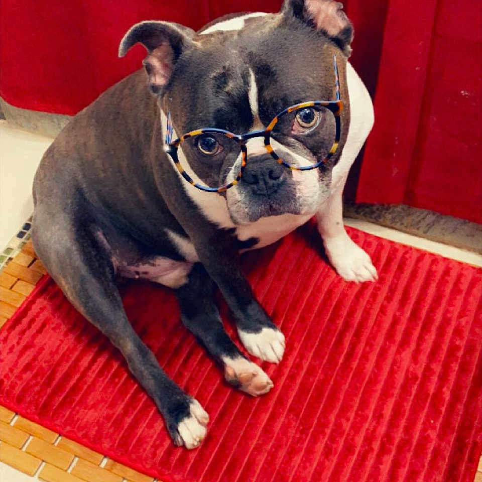 Blue is registered to the contest to win money with this photo: dog, glasses, red_mat, curtain, indoor, pet, floor_tiles, sitting, black_and_white_dog, portrait, looking_up, cute, animal, companion, home, domestic, canine, accessory, fashion, funny