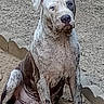 Buster joined the competition — help win amazing prizes! animal, brown, canine, dirty, dog, ears, face, fur, ground, looking, messy, mud, nature, outdoor, paw, pet, portrait, sitting, white, yard